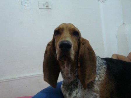 cute basset hound